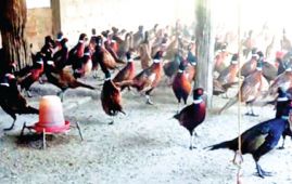 Pheasant farm earns Rs. 3M, outshines foreign jobs