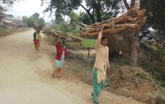 थारू बस्तीमा माघको रौनक सुरु