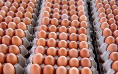 अण्डाको मूल्य घट्यो