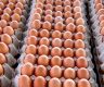अण्डाको मूल्य घट्यो