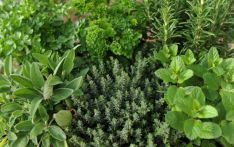 मनाङमा जडीबुटी उत्पादन घट्दै