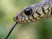 India's snakebite crisis is killing tens of thousands every year