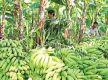 Banana sales hit Rs. 370M in Bardiya