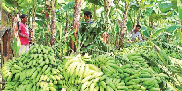 Banana sales hit Rs. 370M in Bardiya