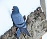Cold weather pushes Himalayan pigeons into human settlements