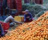 Orange worth Rs 316 million produced in Myagdi