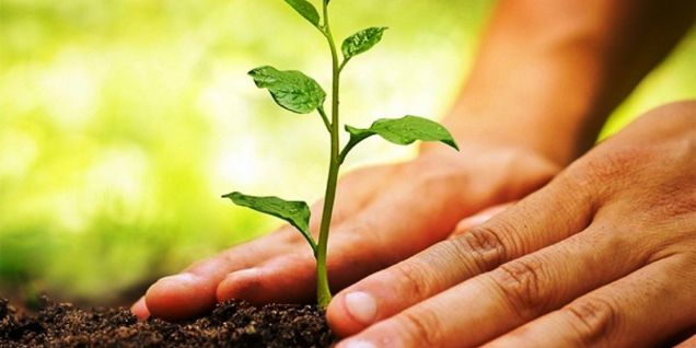 अफगानिस्तानमा हरित क्षेत्र विस्तारको नयाँ कार्यक्रम