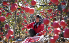 中国稳居全球最大苹果生产国与消费国