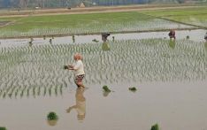 चैते धान लगाउन सुरु