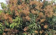 Sale of blossomed mango trees underway in Saptari