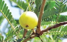 About 1.3M kg of herbs exported