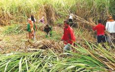 Sugar mills near shutdown as yards empty