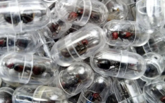 Chinese national charged for trying to smuggle 2,000 ants from Kenya