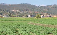 Potato price plummets amid rising imports