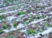 Hailstorm batters Mahottari agriculture, losses in millions