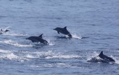 Wang Yi: China willing to make new contributions to global marine governance