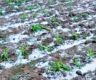 Hailstorm batters Mahottari agriculture, losses in millions