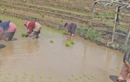 Policy measures in favour of farmers
