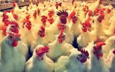 यस वर्ष २३ स्थानमा बर्डफ्लु