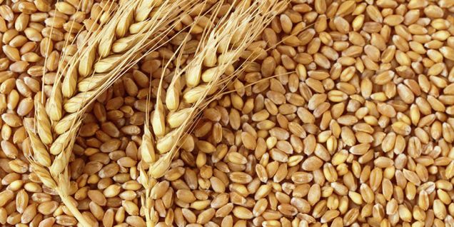 Farmers worry over declining price of wheat, want support price