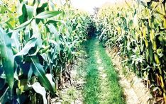 Banke farmers taking to maize cultivation
