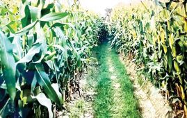 Banke farmers taking to maize cultivation