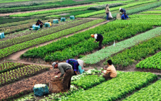 Agriculture Development Office distributes Rs 450 million in grant in five years