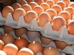 उत्पादनमा कमी आएपछि अण्डाको मूल्य बढ्यो