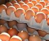 उत्पादनमा कमी आएपछि अण्डाको मूल्य बढ्यो