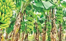 Banana prices triple in Kathmandu amid supply crunch, import restriction