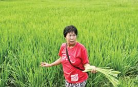 Thai farmers turn to microbes to end burning crisis