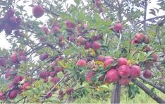 Border crackdown disrupts apple re-export trade