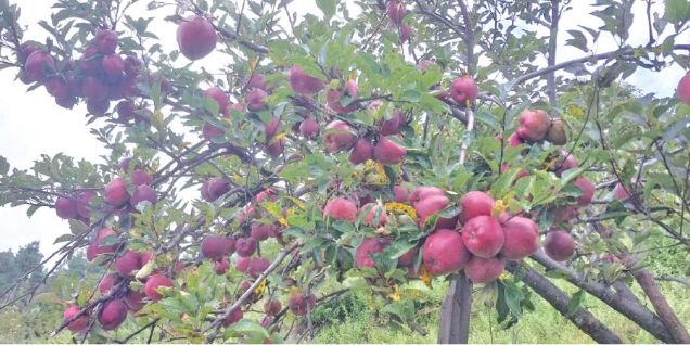 Border crackdown disrupts apple re-export trade