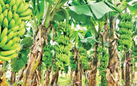 尼泊尔香蕉价格飙升至每打350卢比 民生压力凸显