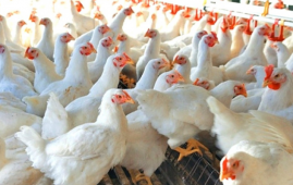 尼泊尔禽流感升级为区域性危机 养殖业承压加剧