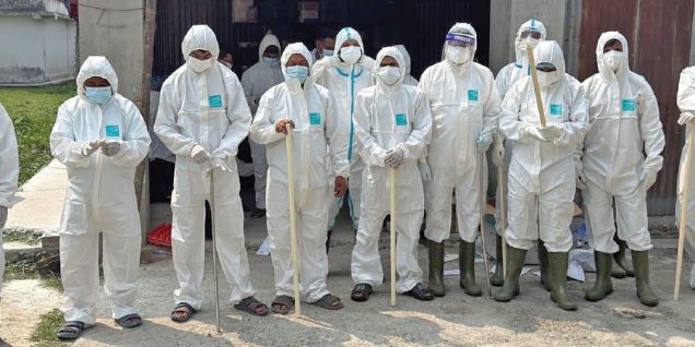 Poultry sector losses Rs. 500M due to bird flu