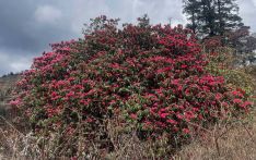 लालीगुराँस फुलेपछि हम्पालमा बढे पर्यटक