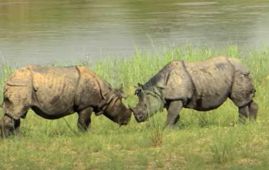 尼泊尔“守夜人”：与犀牛对峙的农民