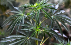 尼泊尔大麻合法化之争：前银行CEO呼吁抓住机遇