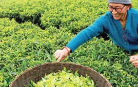 ndia’s import rules eclipse Nepali tea market