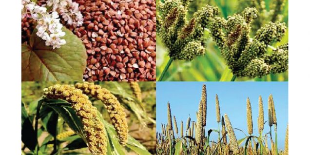 कर्णालीका उत्पादनमा‘भौगोलिक सङ्केत’ राख्ने तयारी